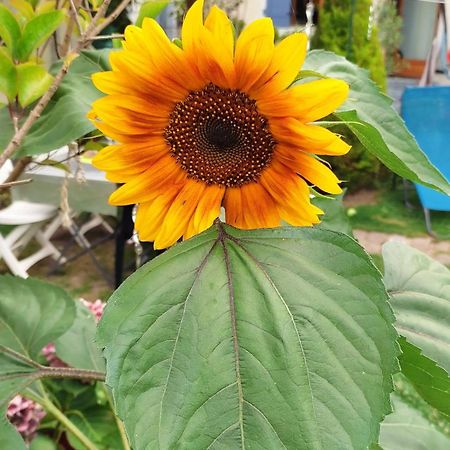 Un Deux Pieces Et Un Jardin A Villejuif Ngoại thất bức ảnh