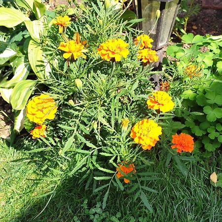 Un Deux Pieces Et Un Jardin A Villejuif Ngoại thất bức ảnh