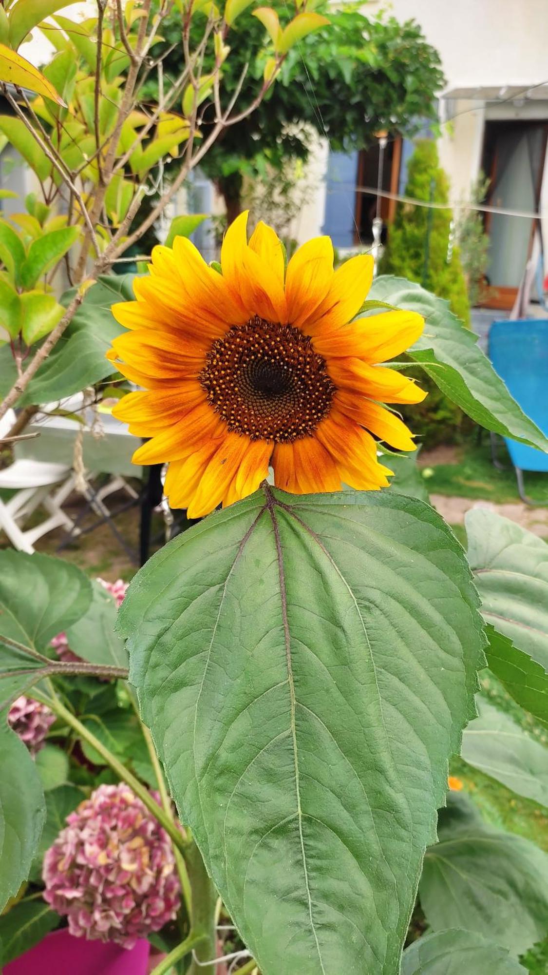 Un Deux Pieces Et Un Jardin A Villejuif Ngoại thất bức ảnh