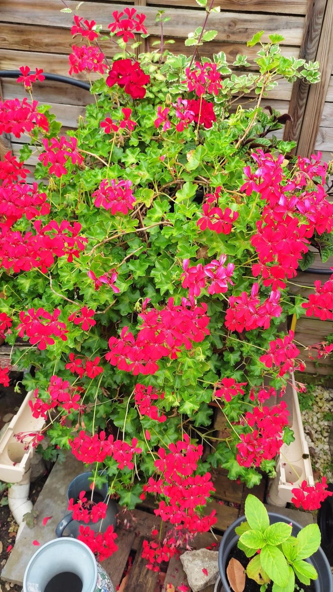 Un Deux Pieces Et Un Jardin A Villejuif Ngoại thất bức ảnh